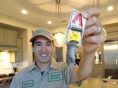 Nassau County pest control